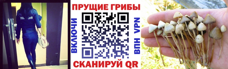 Галлюциногенные грибы Psilocybine cubensis  нарко площадка телеграм  Емва 